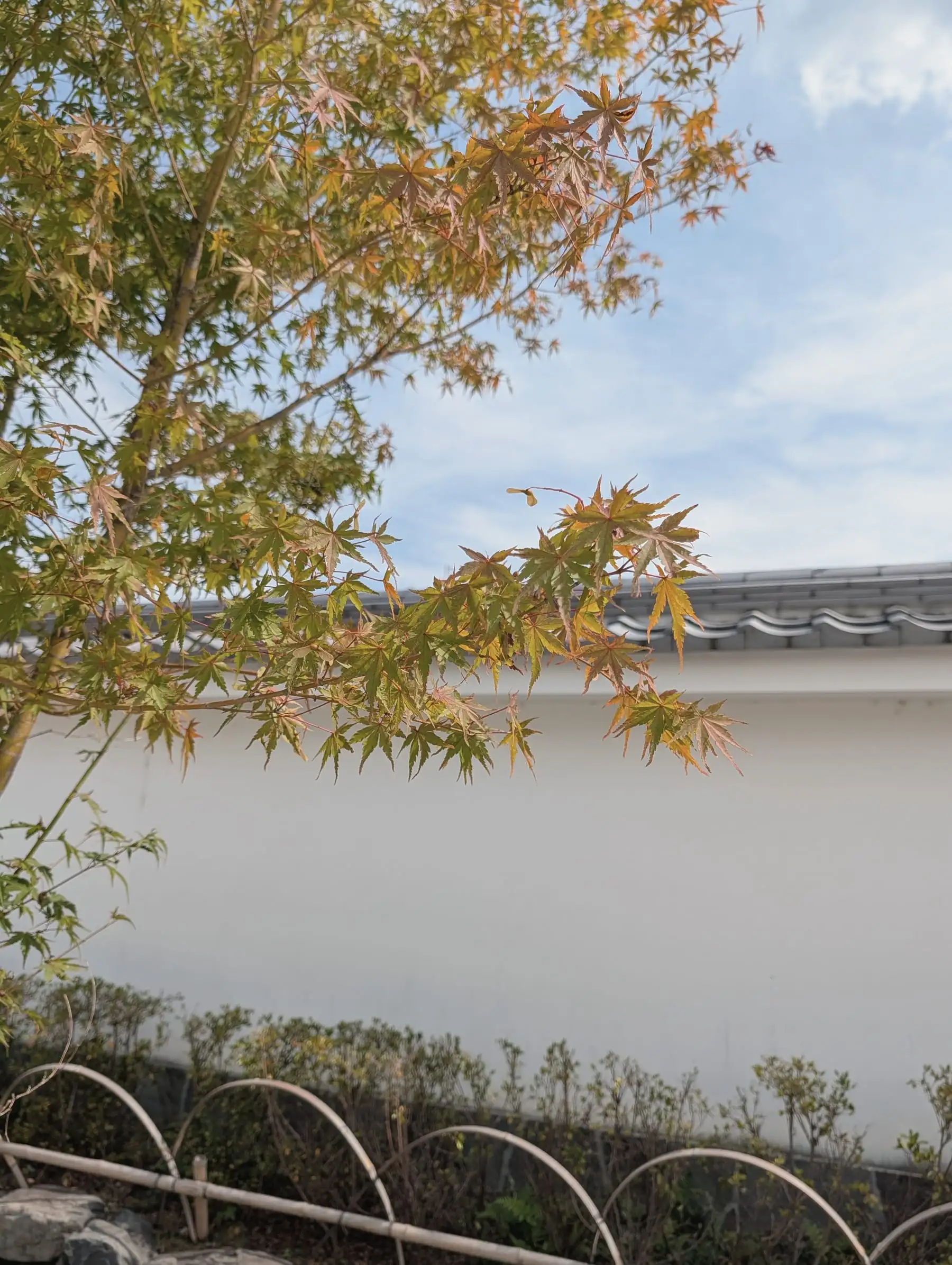A maple branch turning colour above a white plaster wall